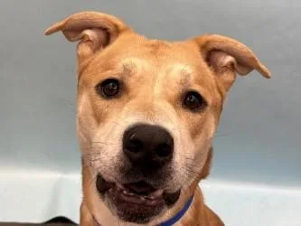 An adult large-sized male Pit Bull Terrier dog named Tucker for adoption in Woodbury, MN
