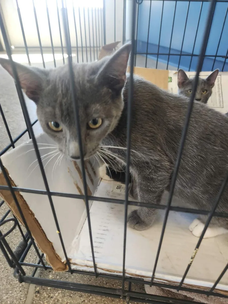 A young small-sized male Gray / Blue / Silver Domestic Short Hair cat named Pumpkin for adoption in Kingman, AZ