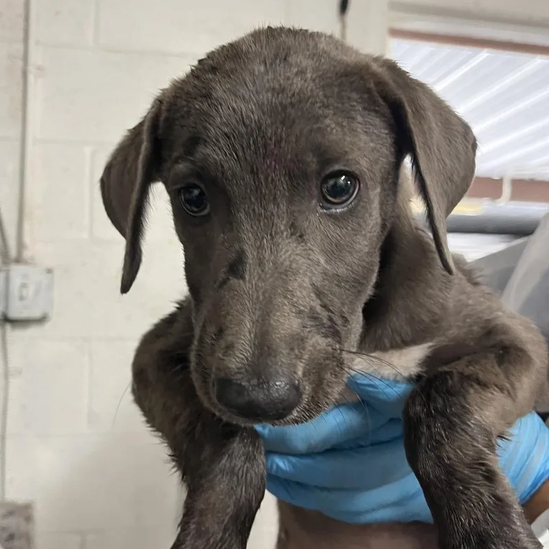A baby small-sized male Gray / Blue / Silver Labrador Retriever dog named Wild One for adoption in Edinburg, TX