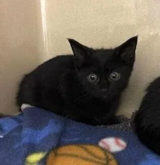 A baby small-sized male Black Domestic Short Hair cat named Running Bear for adoption in Elyria, OH