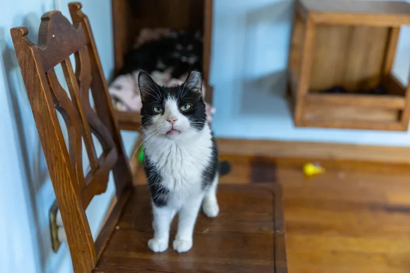 Wild Thing thumbnail 2