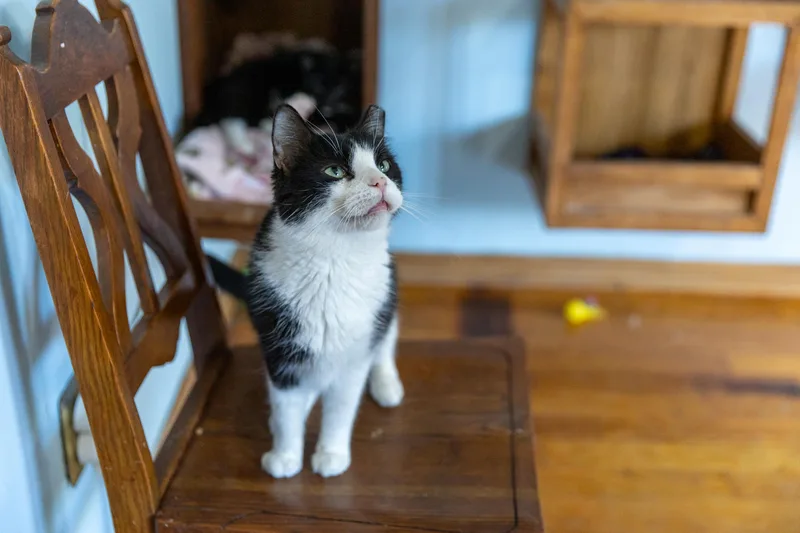 Wild Thing thumbnail 3