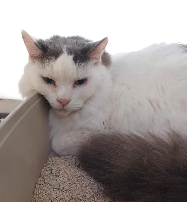 A senior medium-sized male Domestic Long Hair cat named Tommy for adoption in San Diego, CA