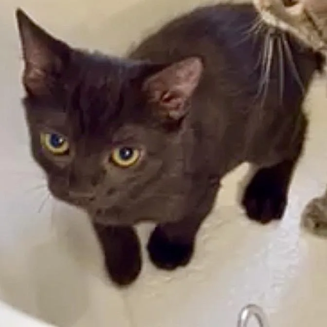 A baby small-sized female Black Domestic Short Hair cat named Noire for adoption in Lauderhill, FL