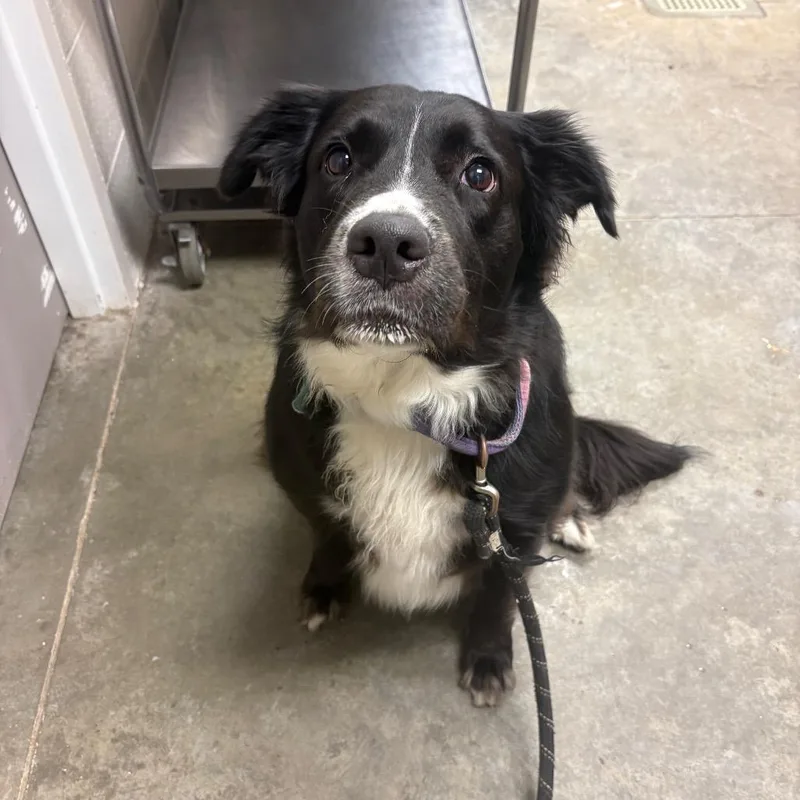 A senior large-sized female Black Labrador Retriever dog named Nova for adoption in Manhattan, KS