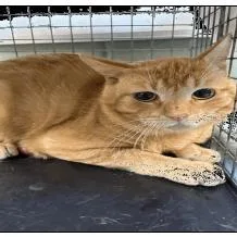 An adult large-sized male Orange / Red Domestic Short Hair cat named Hans for adoption in Jacksonville, FL