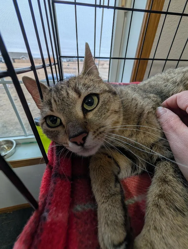A young medium-sized female Domestic Short Hair cat named Princess Peach for adoption in Minot, ND