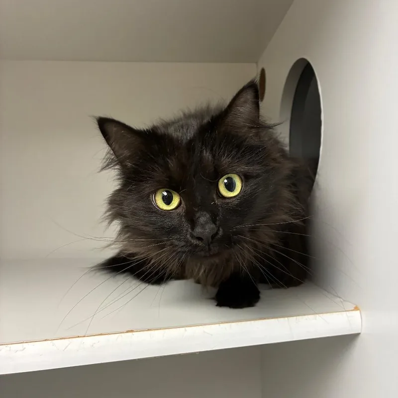 An adult large-sized male Black Domestic Medium Hair cat named Maximus for adoption in Uniontown, PA