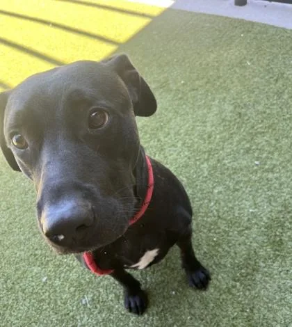 An adult large-sized male Labrador Retriever dog named Jack Black for adoption in Atlanta, GA