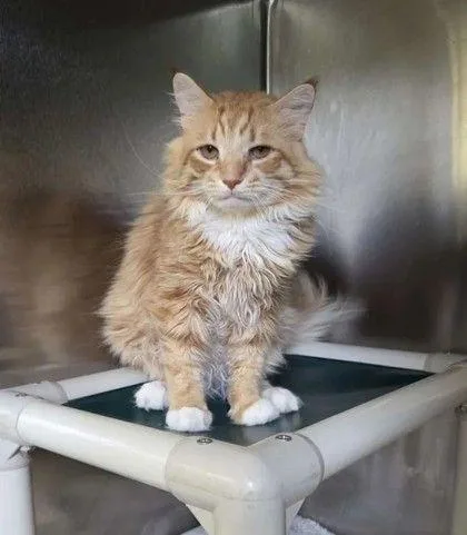 An adult medium-sized male Orange & White Domestic Long Hair cat named Bud for adoption in Williamsport, PA