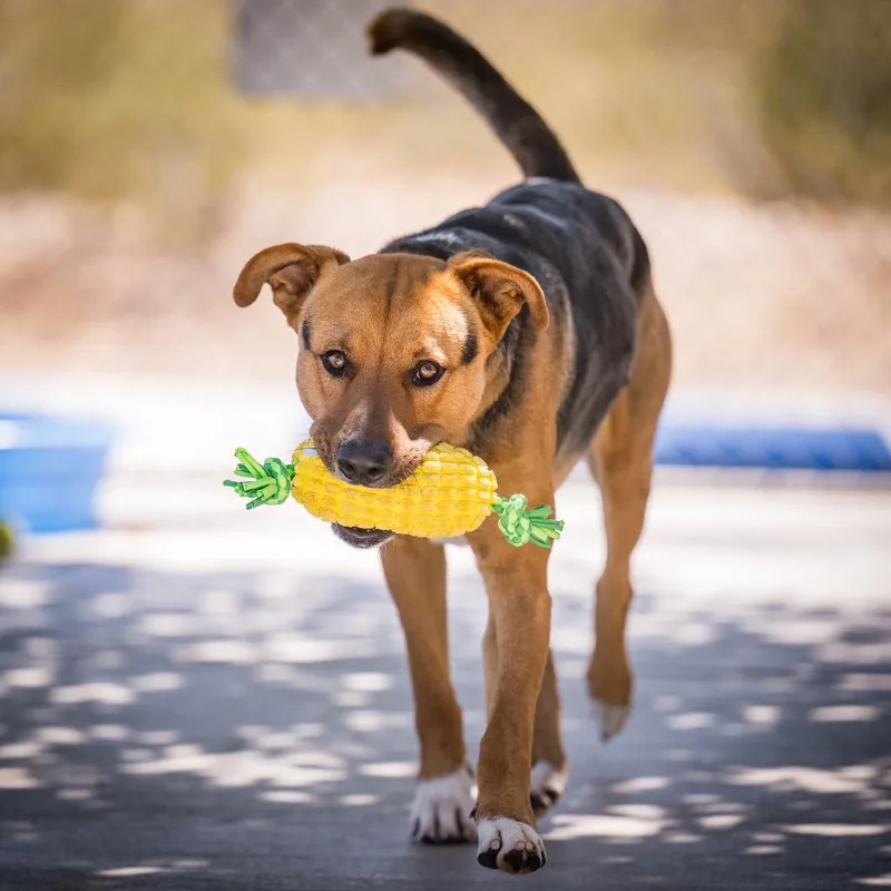 A young large-sized male Shepherd dog named Sampson for adoption in Twentynine Palms, CA