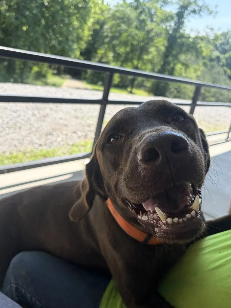 An adult large-sized male Labrador Retriever dog named Oakley for adoption in Lawrenceburg, TN