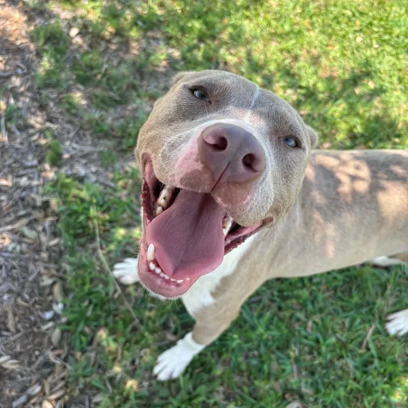 Apollo