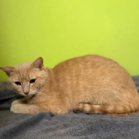 A young medium-sized male Cream / Ivory Domestic Short Hair cat named Creamy for adoption in La Plata, MD
