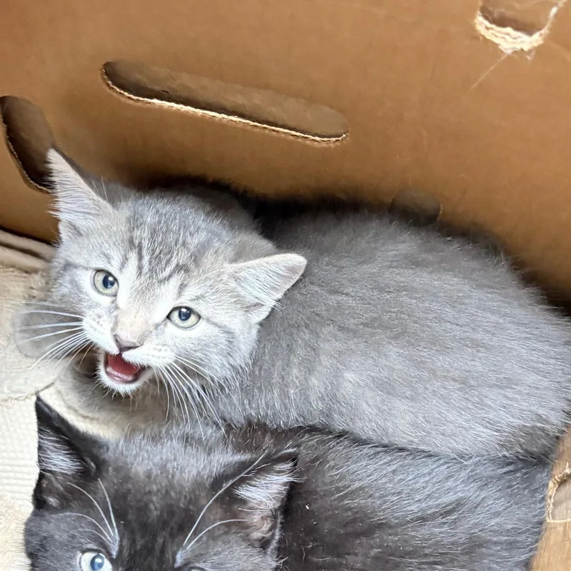 A baby small-sized female Gray / Blue / Silver Domestic Short Hair cat named Sleepy for adoption in Philadelphia, PA