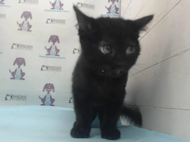 A baby small-sized male Domestic Short Hair cat named Berlioz for adoption in Orlando, FL