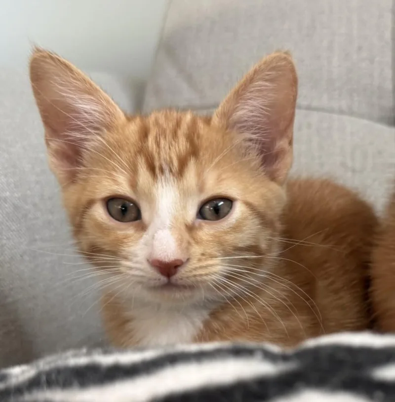 A baby small-sized female Domestic Short Hair cat named Twix for adoption in Burbank, CA