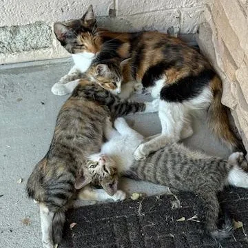 Mama Cat thumbnail 5