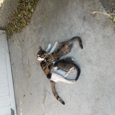 Mama Cat thumbnail 6