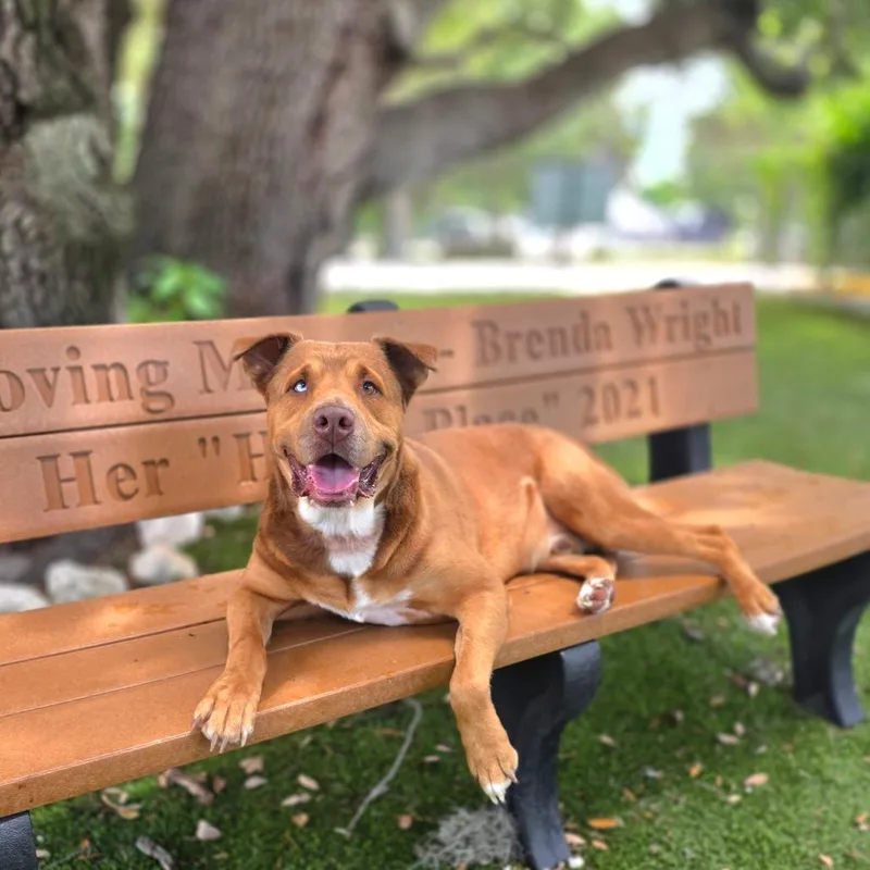 An adult large-sized male Brown / Chocolate Labrador Retriever dog named Simba for adoption in Port Charlotte, FL