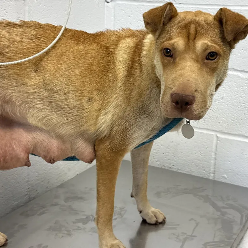 A young medium-sized female Yellow / Tan / Blond / Fawn Shar-Pei dog named Ms Brisby for adoption in Hattiesburg, MS