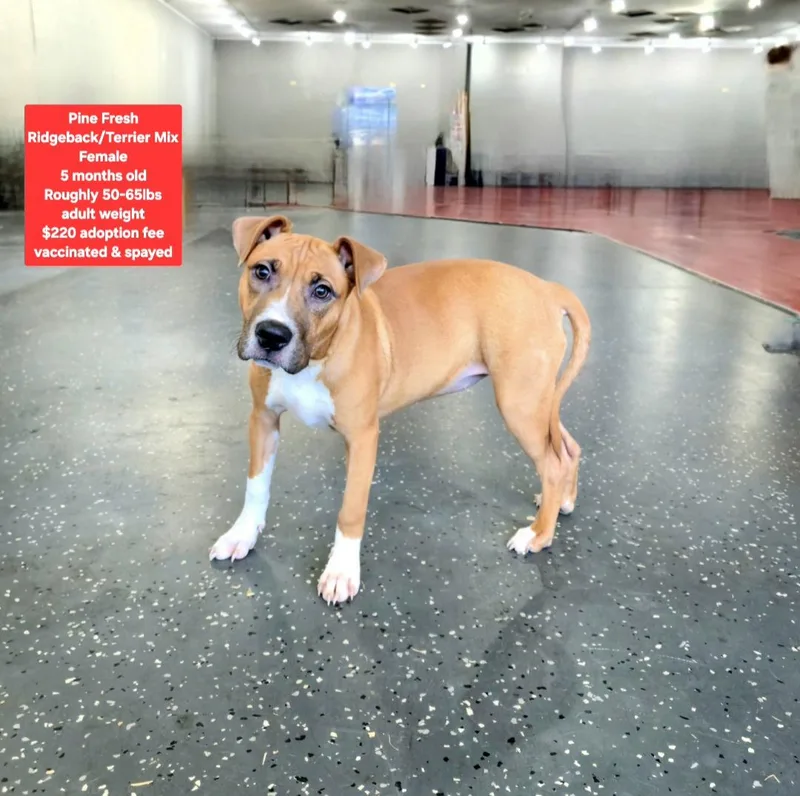 A baby medium-sized female Rhodesian Ridgeback dog named Pine Fresh for adoption in Oviedo, FL
