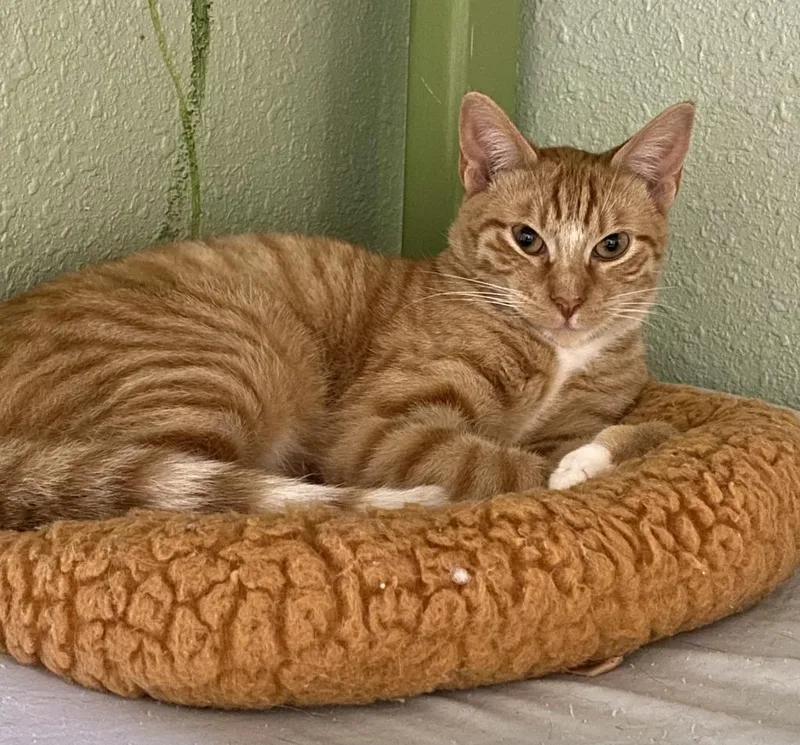 A young medium-sized male Domestic Short Hair cat named Boyer for adoption in Hot Springs, AR