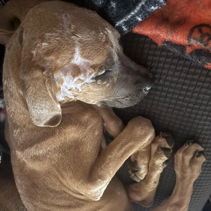 A baby medium-sized female Yellow / Tan / Blond / Fawn Mixed Breed dog named Starla for adoption in Summerville, SC