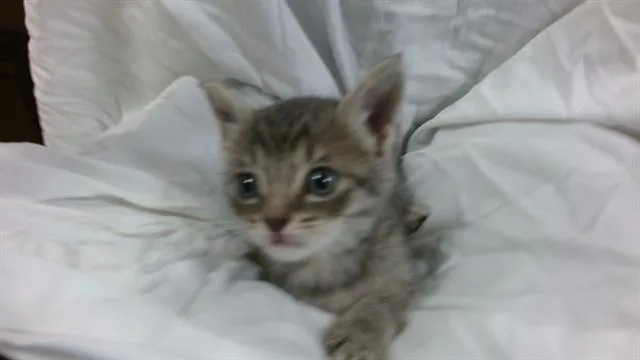 A baby small-sized male Domestic Short Hair cat named Pickles for adoption in Miami, FL