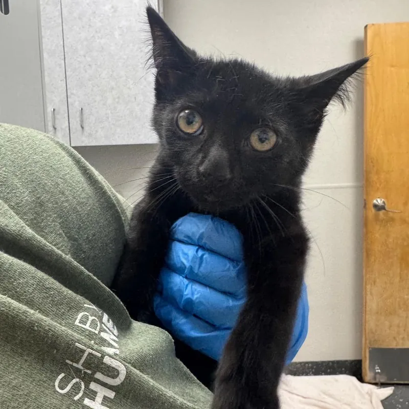 A baby small-sized male Black Domestic Short Hair cat named Hodor for adoption in Columbiana, AL