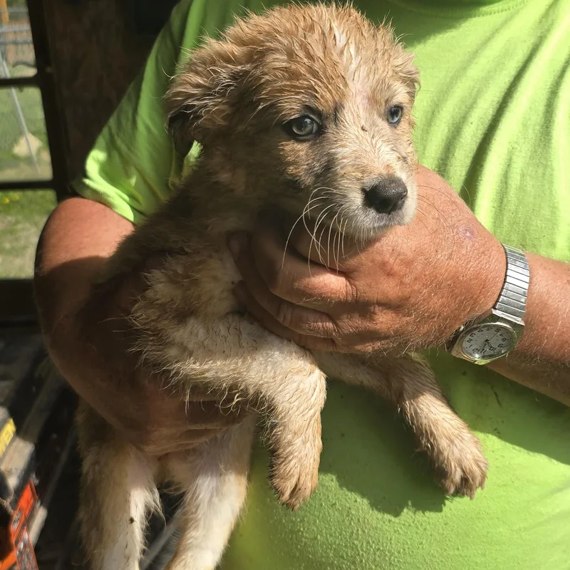 A baby medium-sized female Merle (Red) Australian Shepherd dog named Sheba for adoption in Zaleski, OH