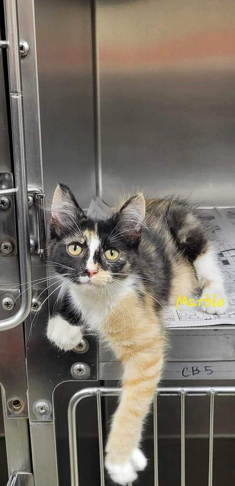 A baby medium-sized female Dilute Tortoiseshell Domestic Short Hair cat named Marble for adoption in Marion, MS