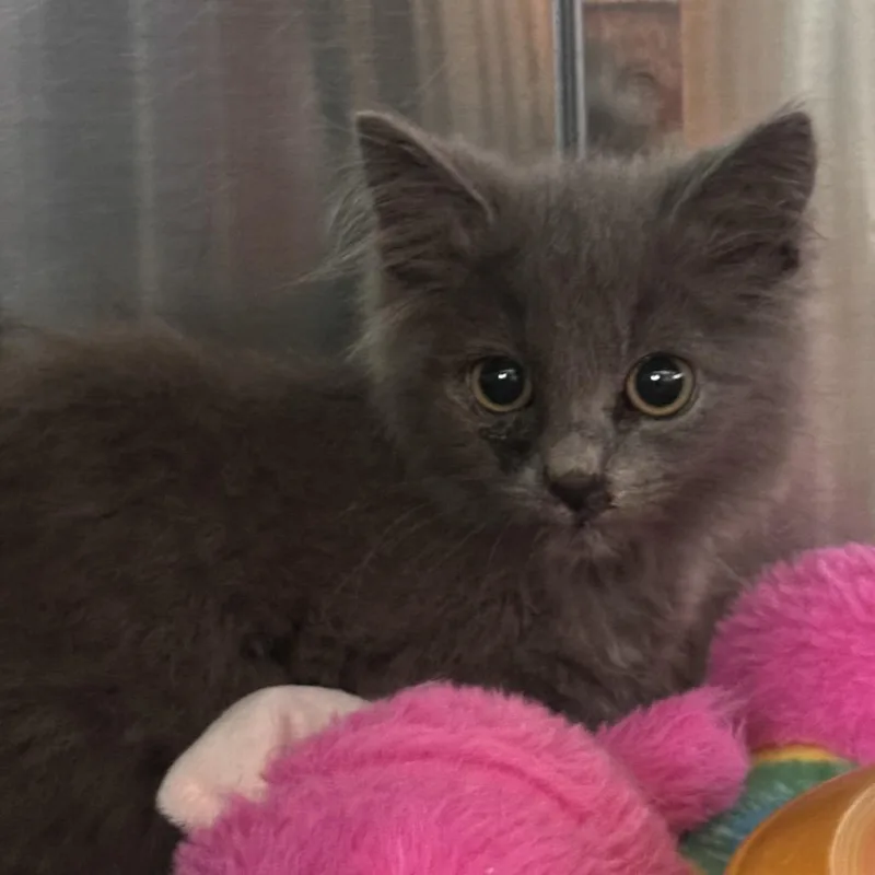 A baby small-sized female Gray / Blue / Silver Domestic Long Hair cat named Domingos for adoption in Rocky Mount, VA