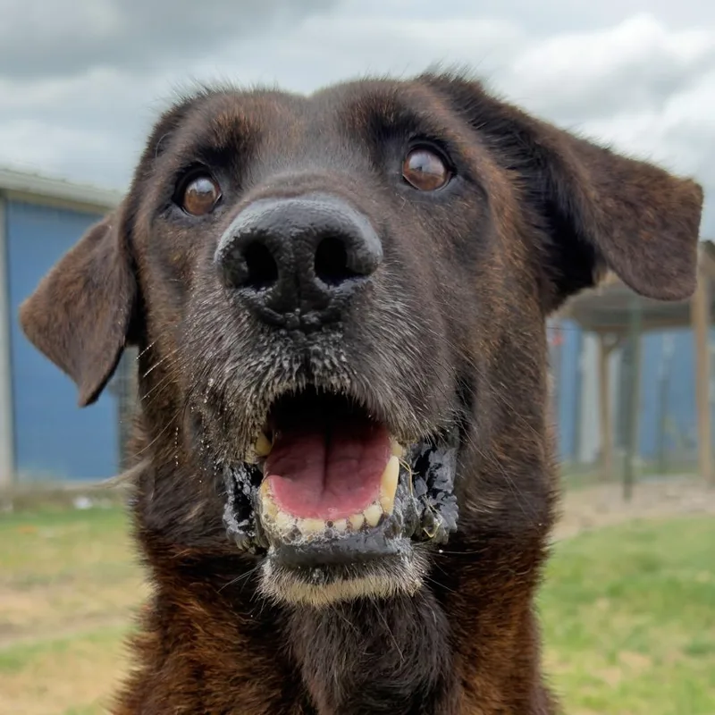 An adult medium-sized male Brindle Mixed Breed dog named Squid for adoption in Leander, TX