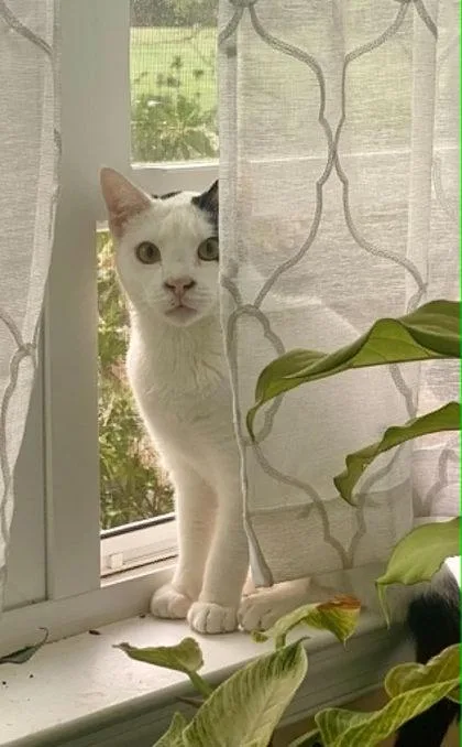 A baby medium-sized male Domestic Short Hair cat named Mo for adoption in Malvern, PA