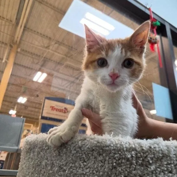 A baby medium-sized male Orange & White Domestic Short Hair cat named Pacquiao for adoption in Las Vegas, NV