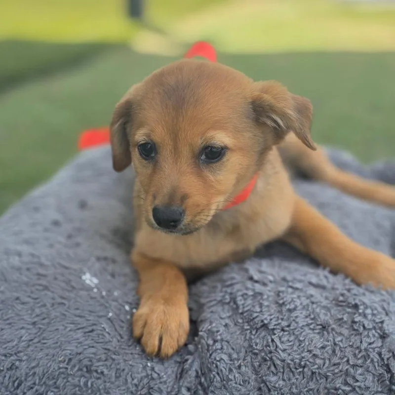 A baby medium-sized female Brown / Chocolate Australian Cattle Dog / Blue Heeler dog named Esmy CI for adoption in Austin, TX