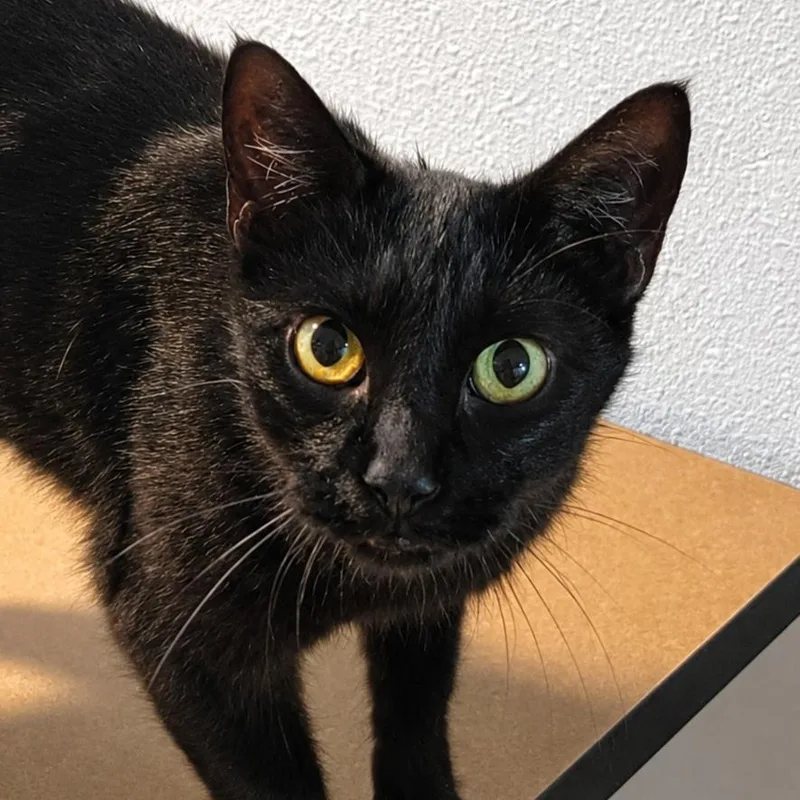 An adult medium-sized female Black Domestic Short Hair cat named Hematite for adoption in Brighton, MO