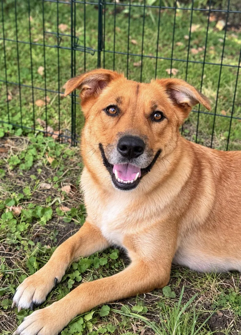 An adult medium-sized female Collie dog named Katniss for adoption in Mankato, MN