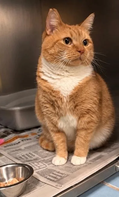 An adult medium-sized female Domestic Medium Hair cat named Obie for adoption in Cortland, NY