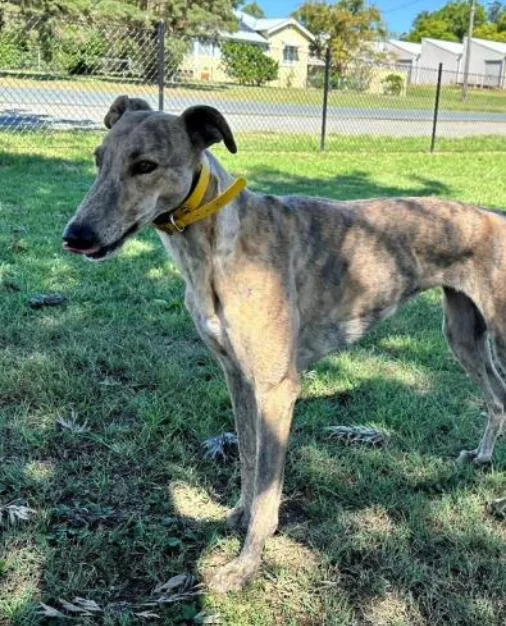 An adult large-sized female Greyhound dog named Zipping Astrid for adoption in Tarpon Springs, FL