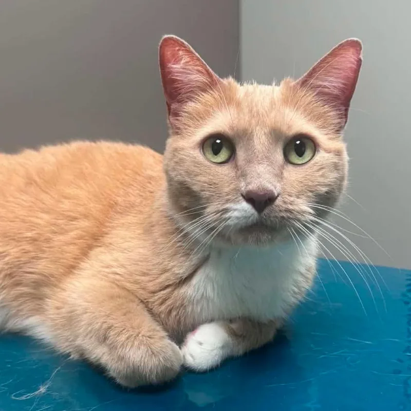 A senior small-sized male Buff / Tan / Fawn Domestic Short Hair cat named Alex for adoption in Coralville, IA