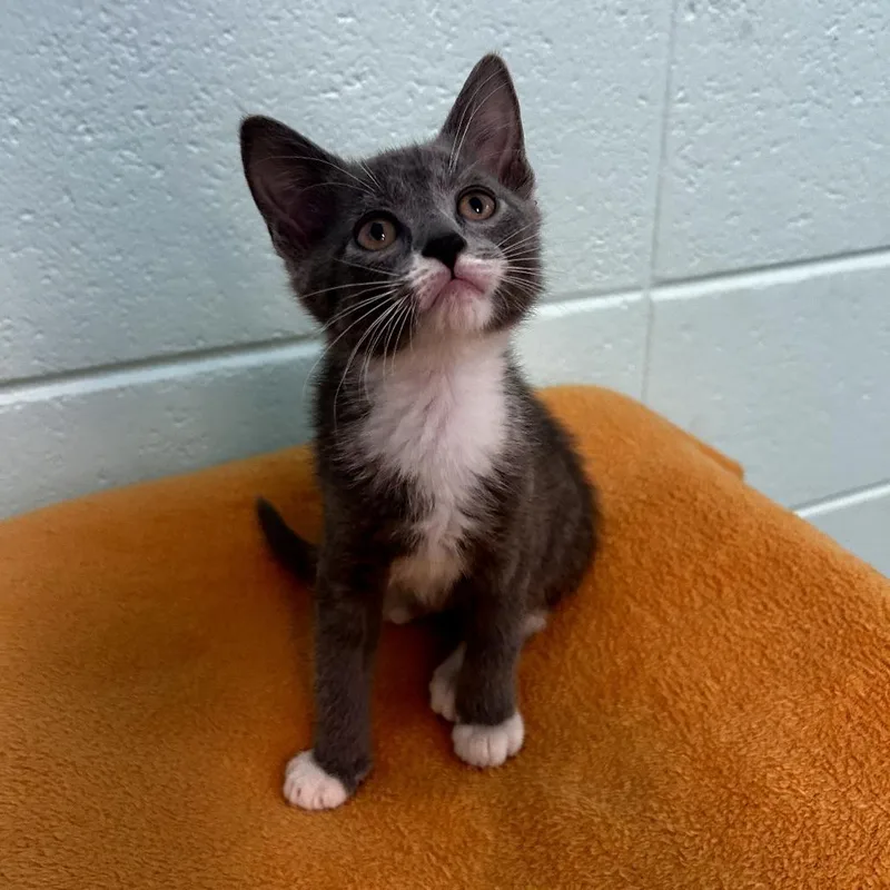 A baby small-sized male Gray / Blue / Silver Domestic Short Hair cat named Doogan for adoption in Spruce Pine, NC