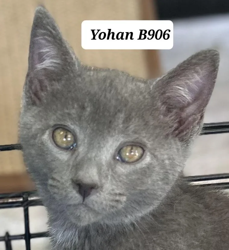 A baby medium-sized male Gray / Blue / Silver Domestic Short Hair cat named Yohan for adoption in Morganton, NC