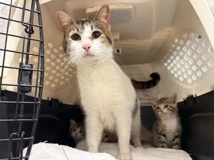 An adult medium-sized female White Domestic Short Hair cat named Ginger for adoption in Kansas City, MO