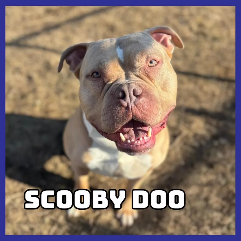Scooby Doo