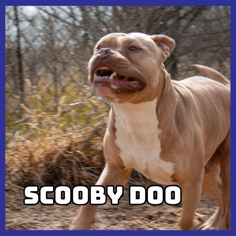 Scooby Doo thumbnail 2