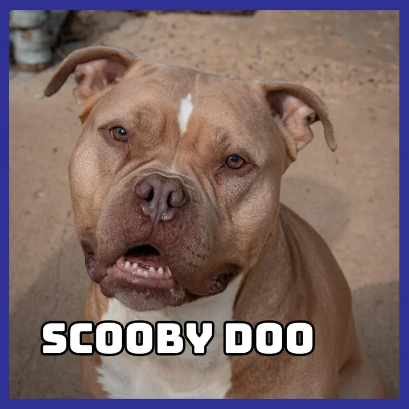 Scooby Doo thumbnail 3