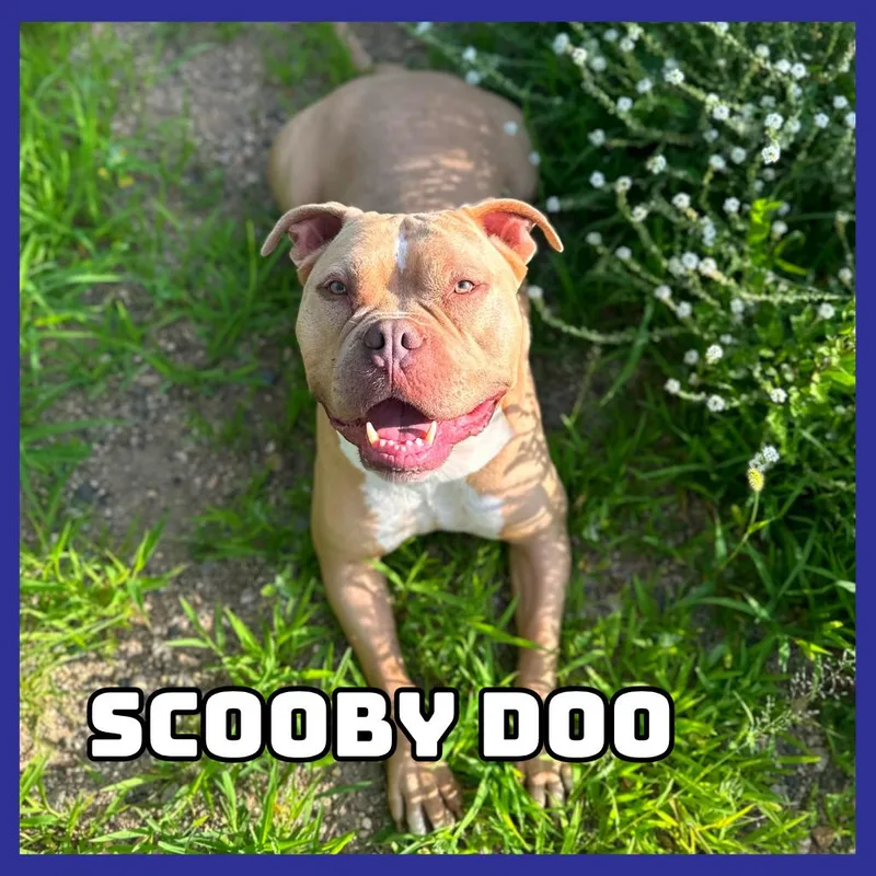 Scooby Doo thumbnail 4