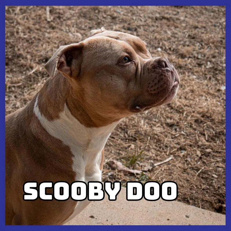 Scooby Doo thumbnail 5